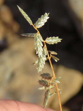 Image of Eragrostis nindensis Ficalho & Hiern