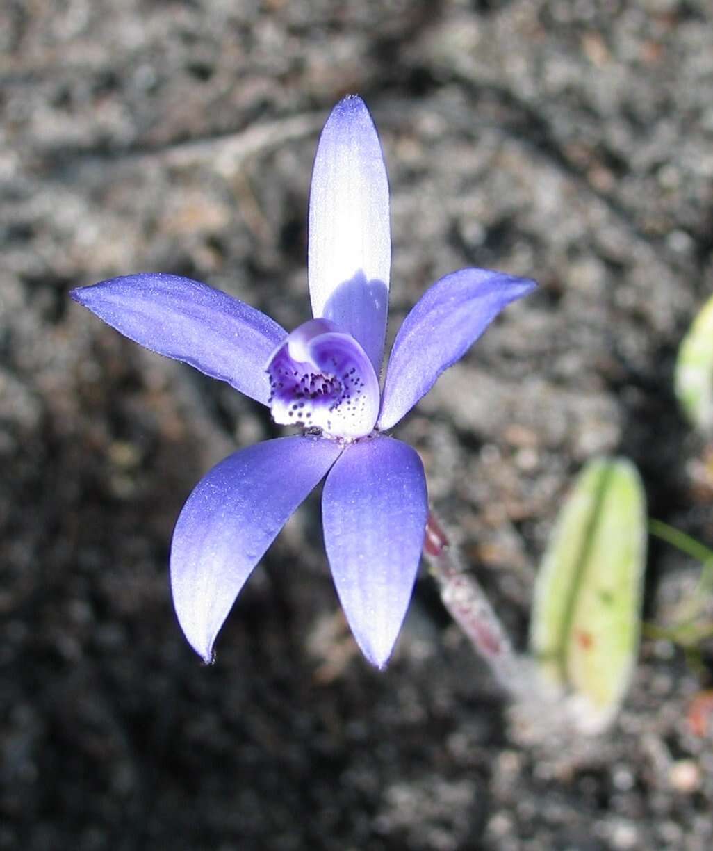 Image of Caladenia sericea Lindl.