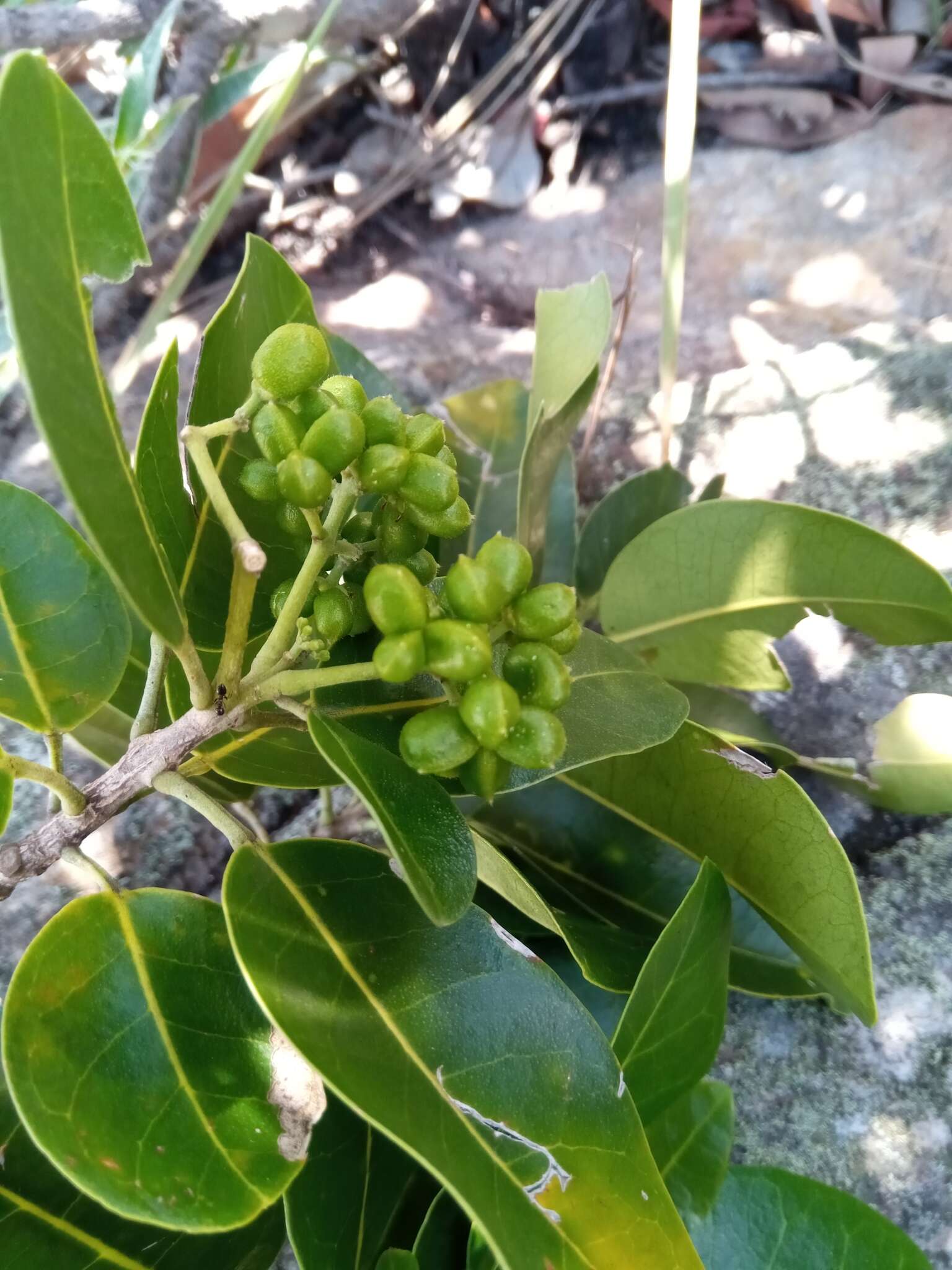 Image of Melicope madagascariensis (Baker) T. G. Hartley