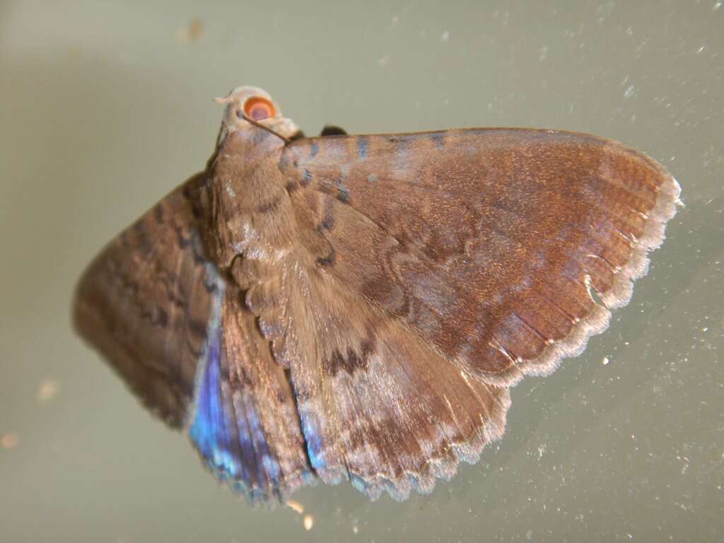 Image of Plain cloak moth