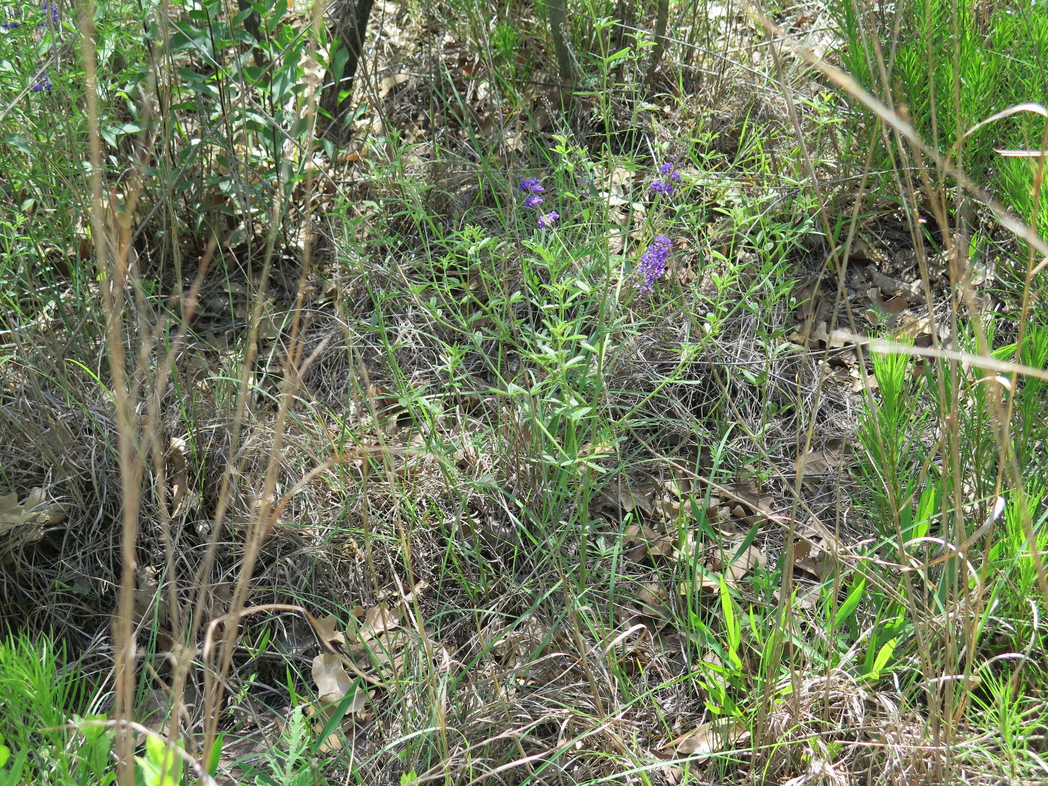 Image of <i>Pediomelum tenuiflorum</i>