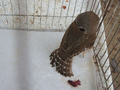 Image of Colima Pygmy Owl