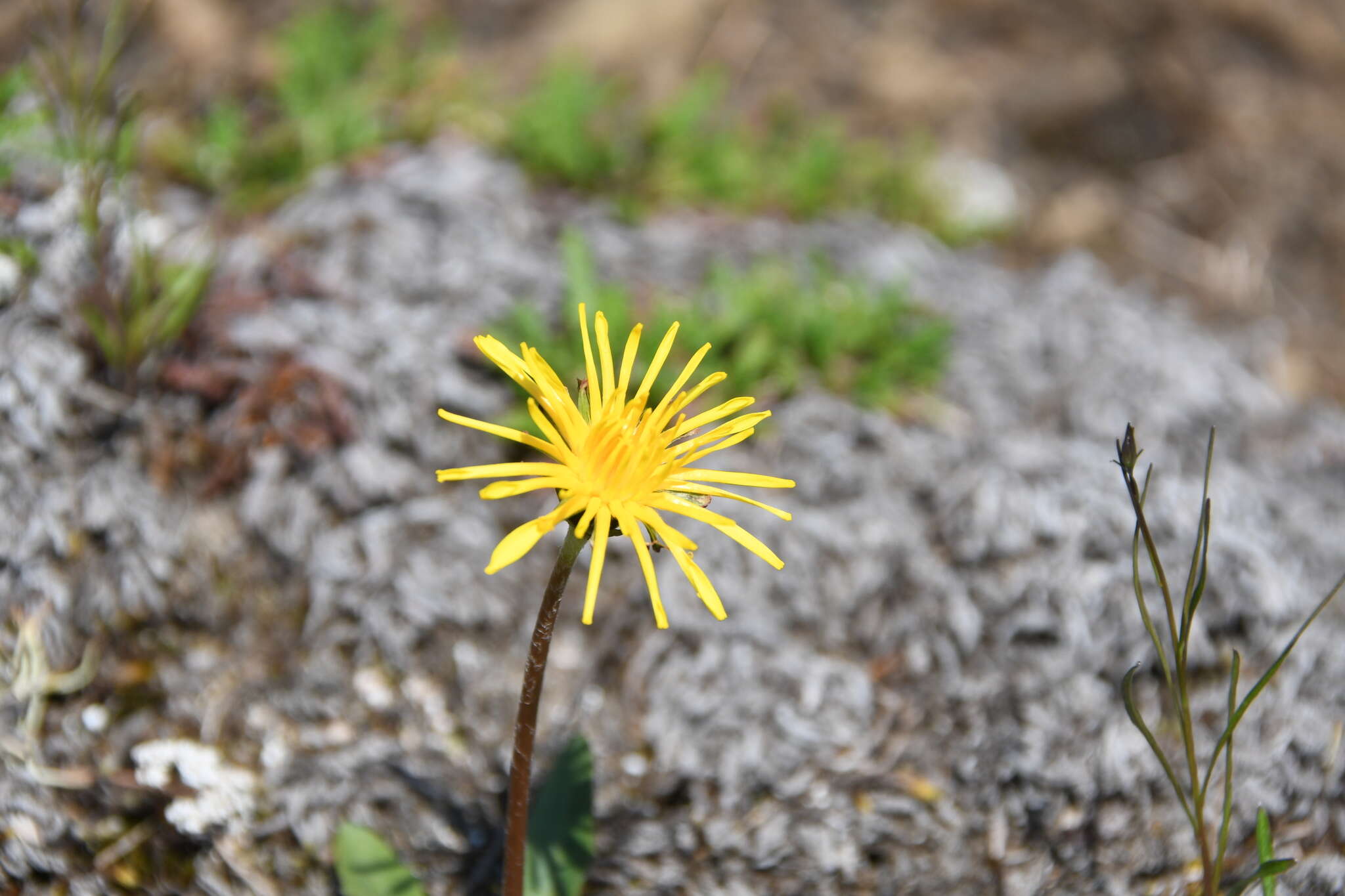 Image of Taraxacum bicorne Dahlst.