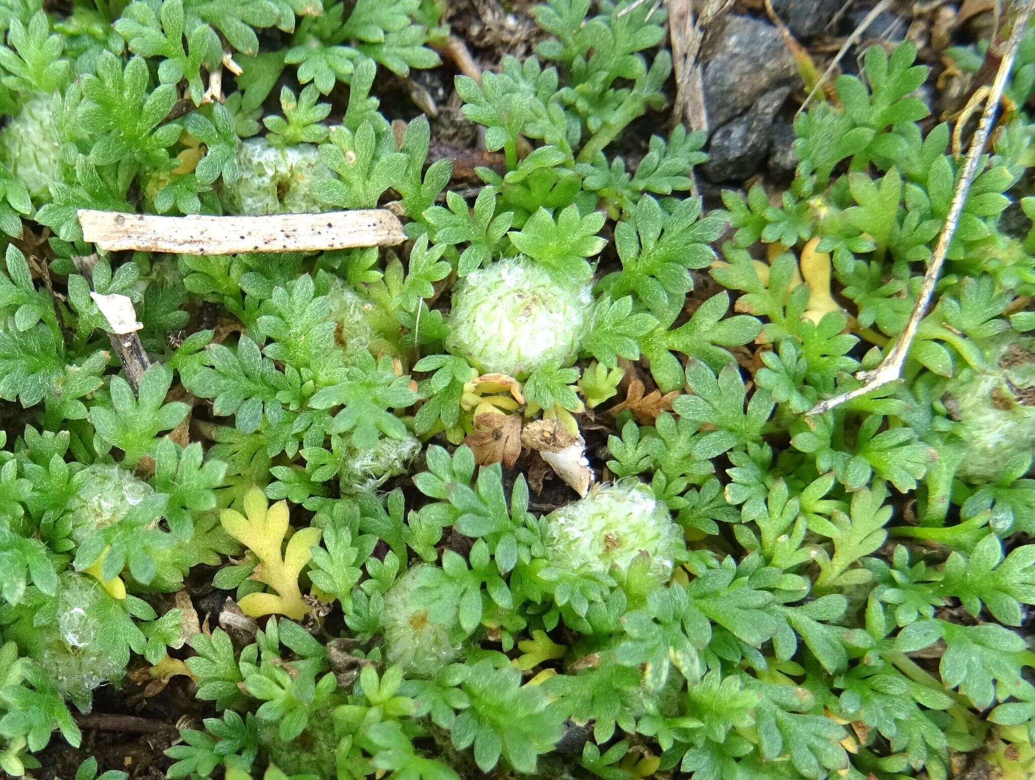 Image of carpet burrweed