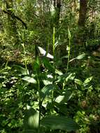 صورة Veratrum californicum var. caudatum (A. Heller) C. L. Hitchc.