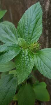 Image de Acalypha alopecuroidea Jacq.