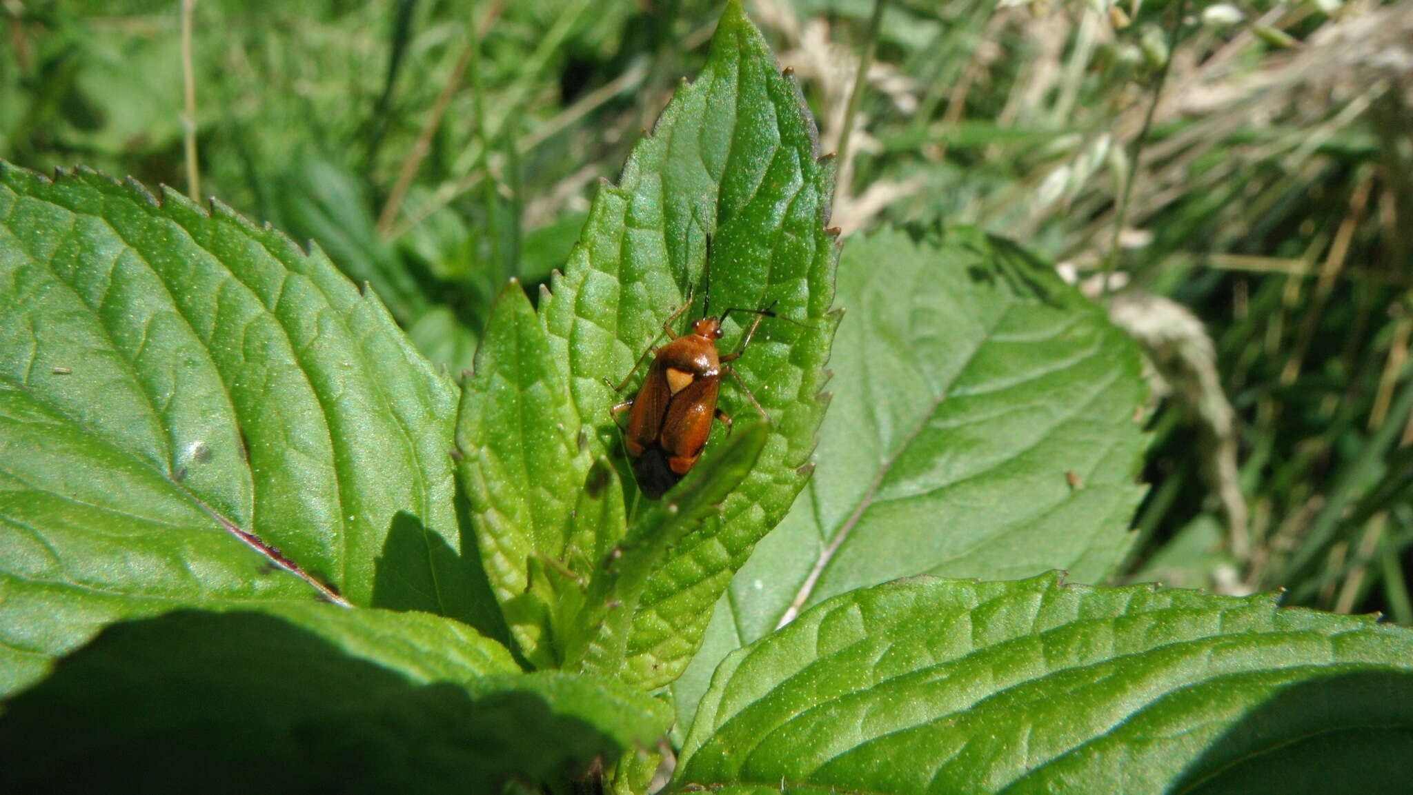 Image of red capsid bug