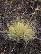 Sivun Muhlenbergia uniflora (Muhl.) Fernald kuva