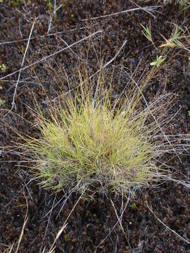 Image of bog muhly