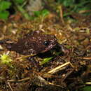 Image of Herveo Plump Toad