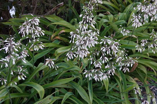 Image of Arthropodium cirratum (G. Forst.) R. Br.