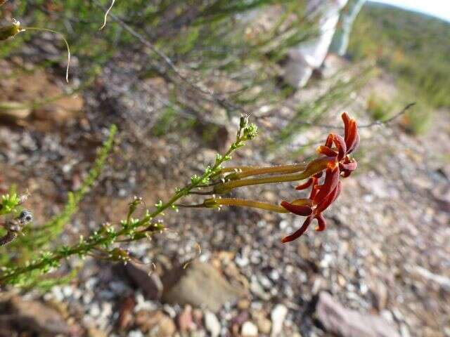 Image de Jamesbrittenia atropurpurea subsp. atropurpurea