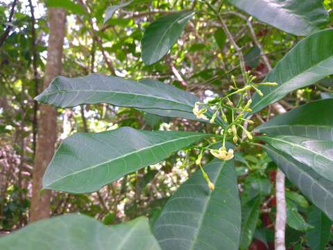 Image of Tabernaemontana amygdalifolia Jacq.