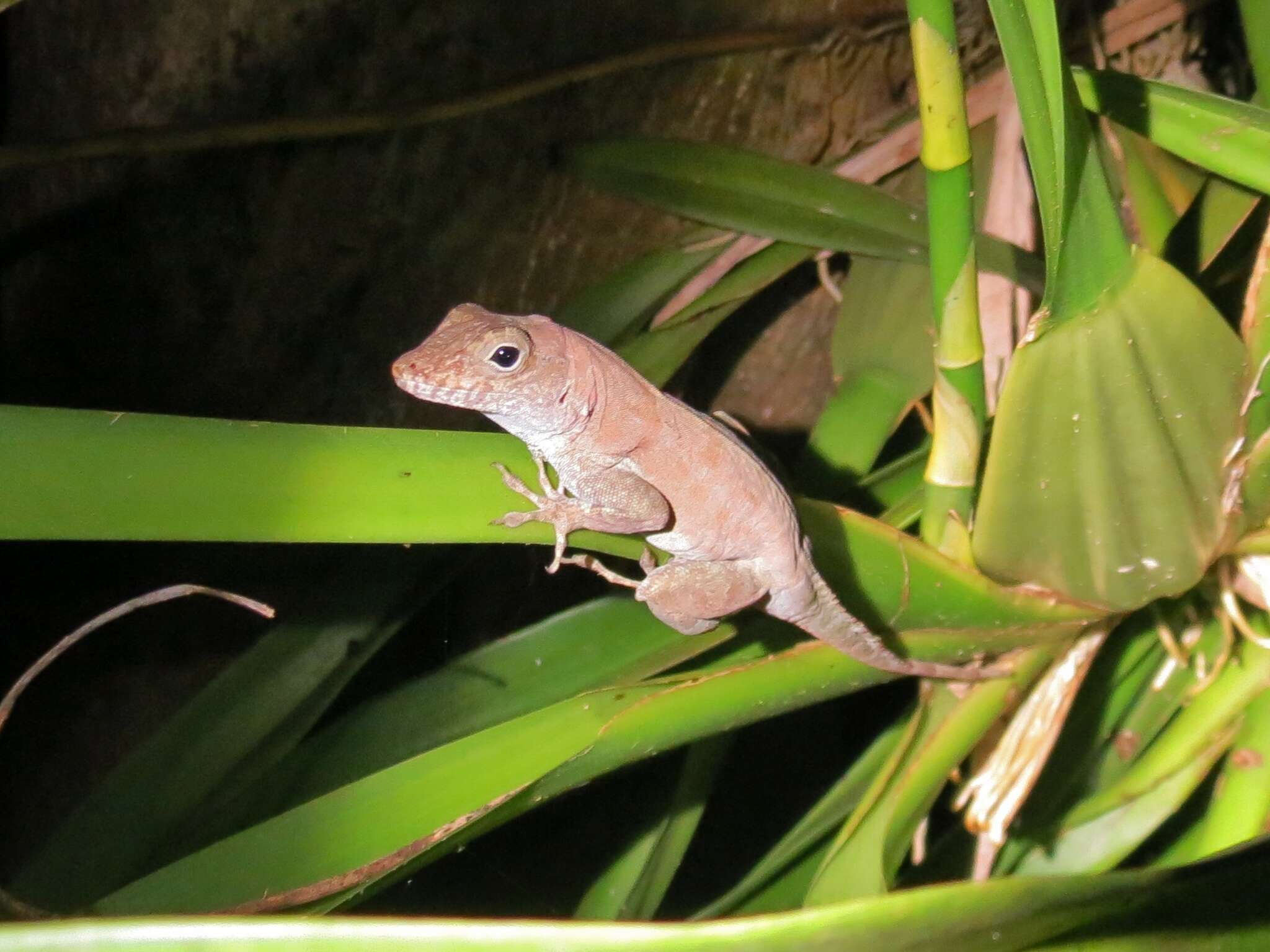 Image of Puerto Rican Crested Anole