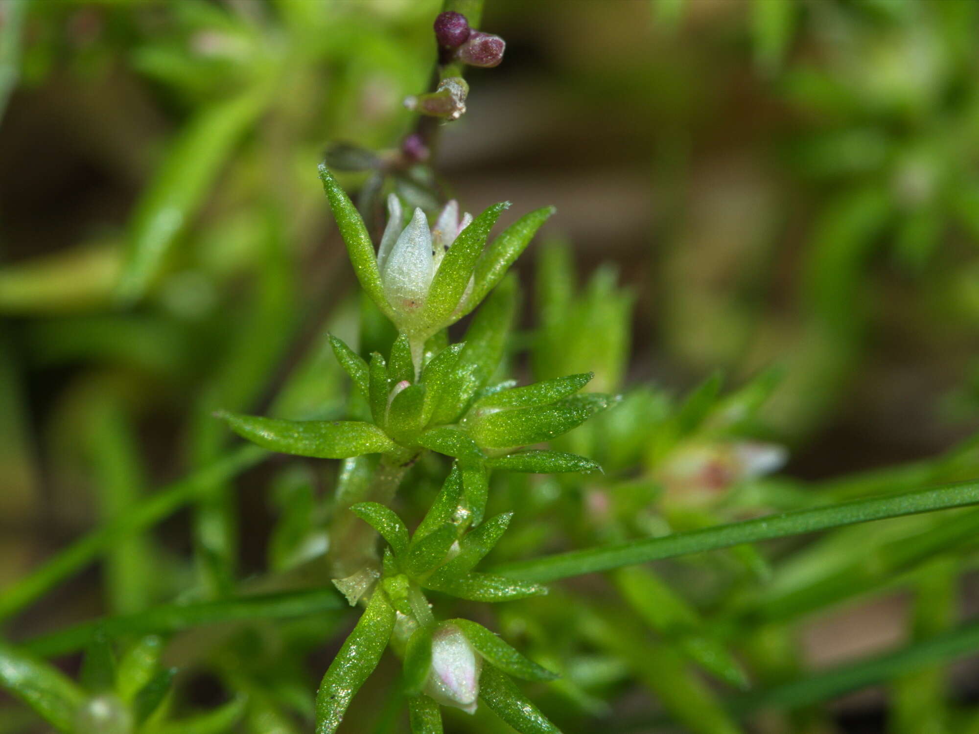 <i>Crassula <i>decumbens</i></i> var. decumbens resmi