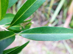 Image of Nestegis lanceolata (Hook. fil.) L. A. S. Johnson