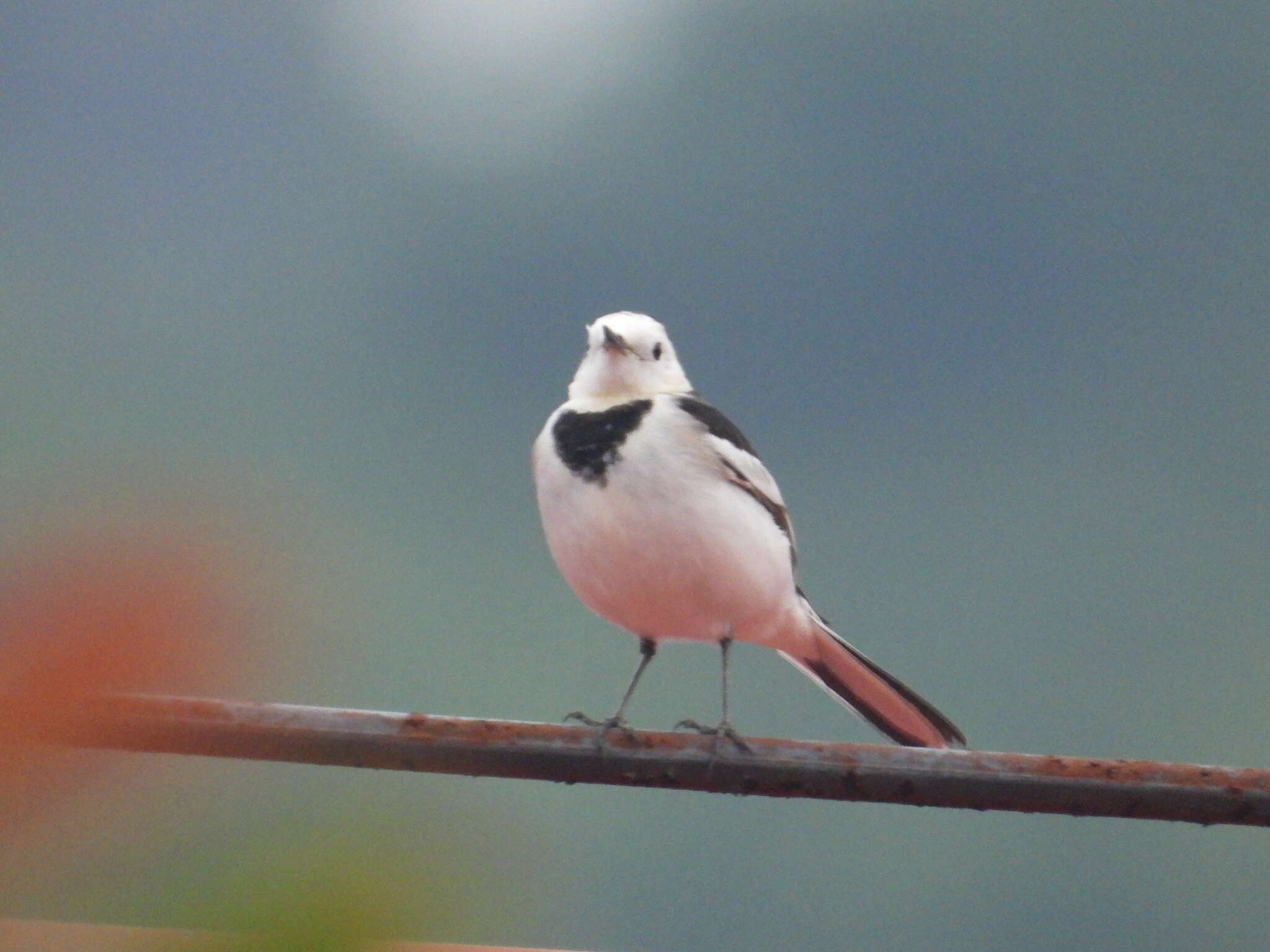 Image of Motacilla alba leucopsis Gould 1838