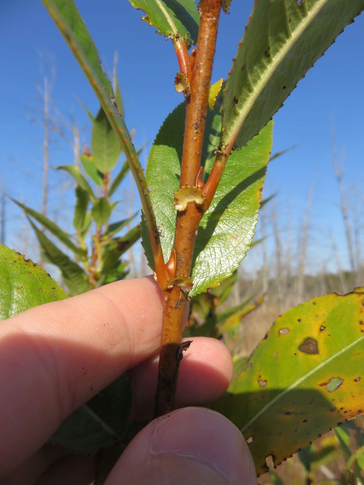 Image of shining willow