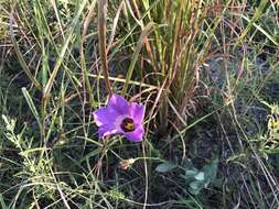 صورة Eustoma exaltatum subsp. russellianum (Hook.) Kartesz