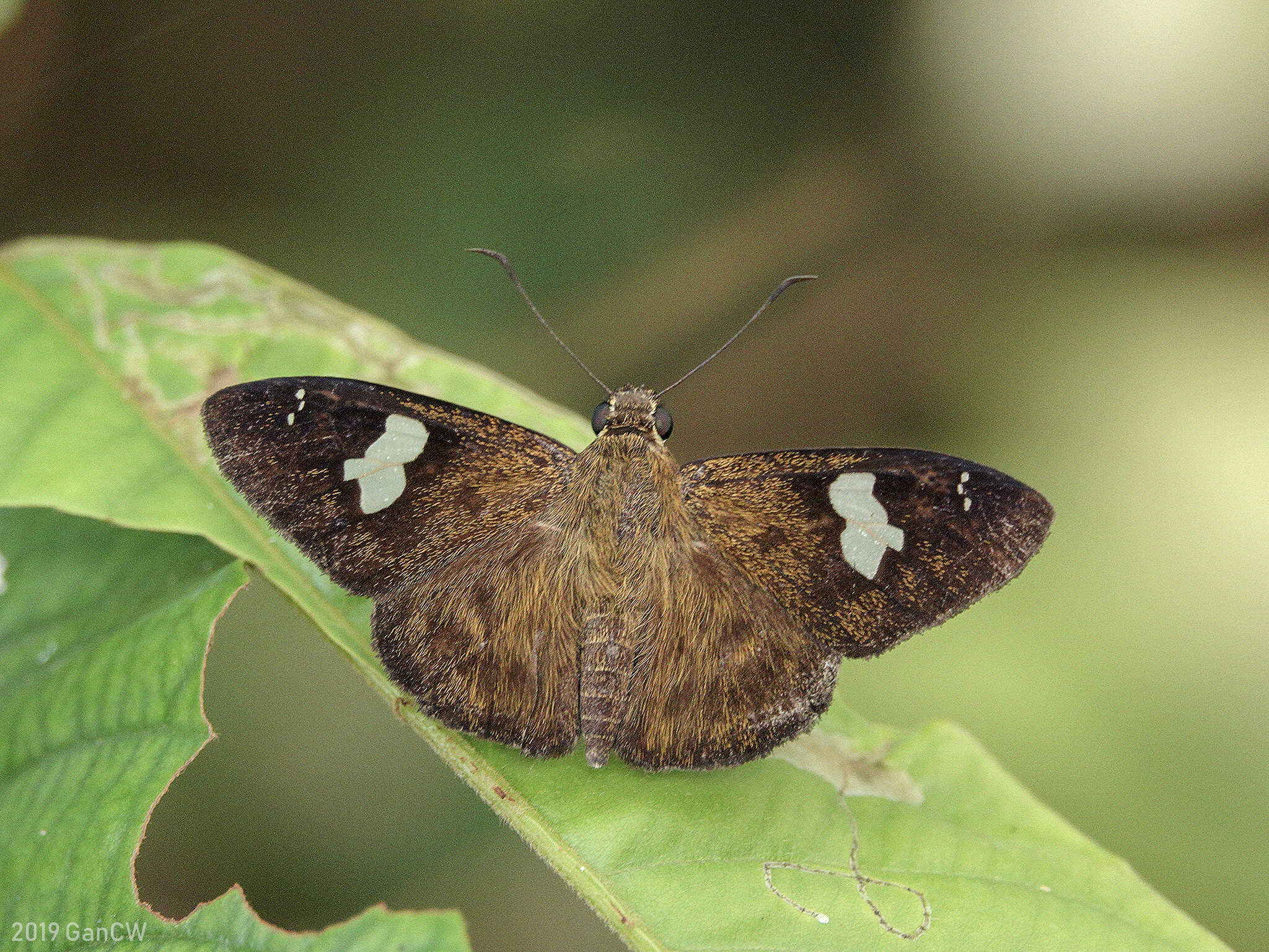 Plancia ëd Celaenorrhinus asmara Butler 1879