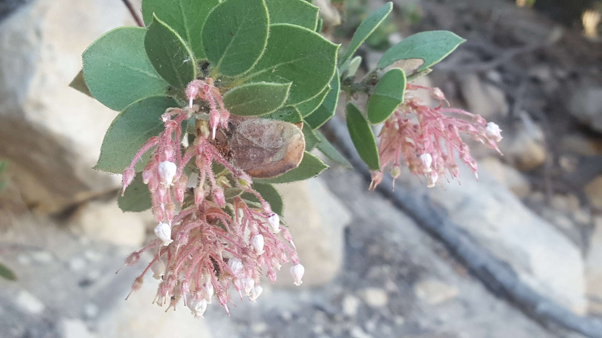 Image of pinkbracted manzanita