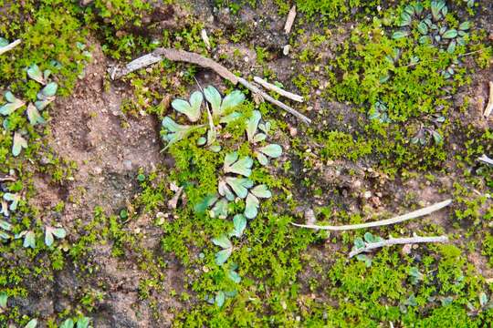 Image of Riccia inflexa Taylor