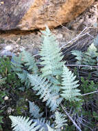 Myriopteris lindheimeri (Hook.) J. Sm. resmi