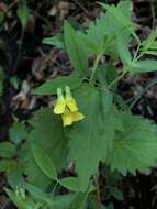 Imagem de Lathyrus hallersteinii Baumg.