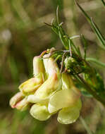 Image of Lathyrus pannonicus subsp. collinus (J. Ortmann) Soo