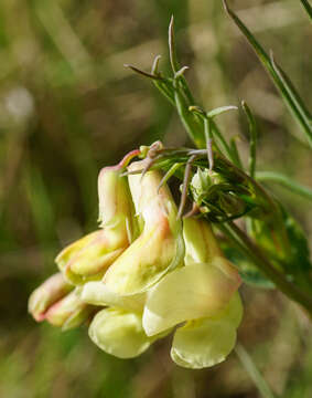 Image of Lathyrus pannonicus subsp. collinus (J. Ortmann) Soo