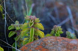 صورة <i>Coleus cylindraceus</i>