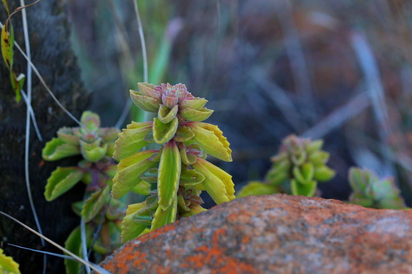 صورة <i>Coleus cylindraceus</i>