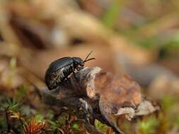 Image of <i>Galeruca laticollis</i>