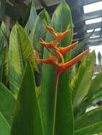 Image of Heliconia nickeriensis Maas & de Rooij