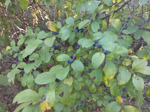 Image of Upland Swamp-Privet