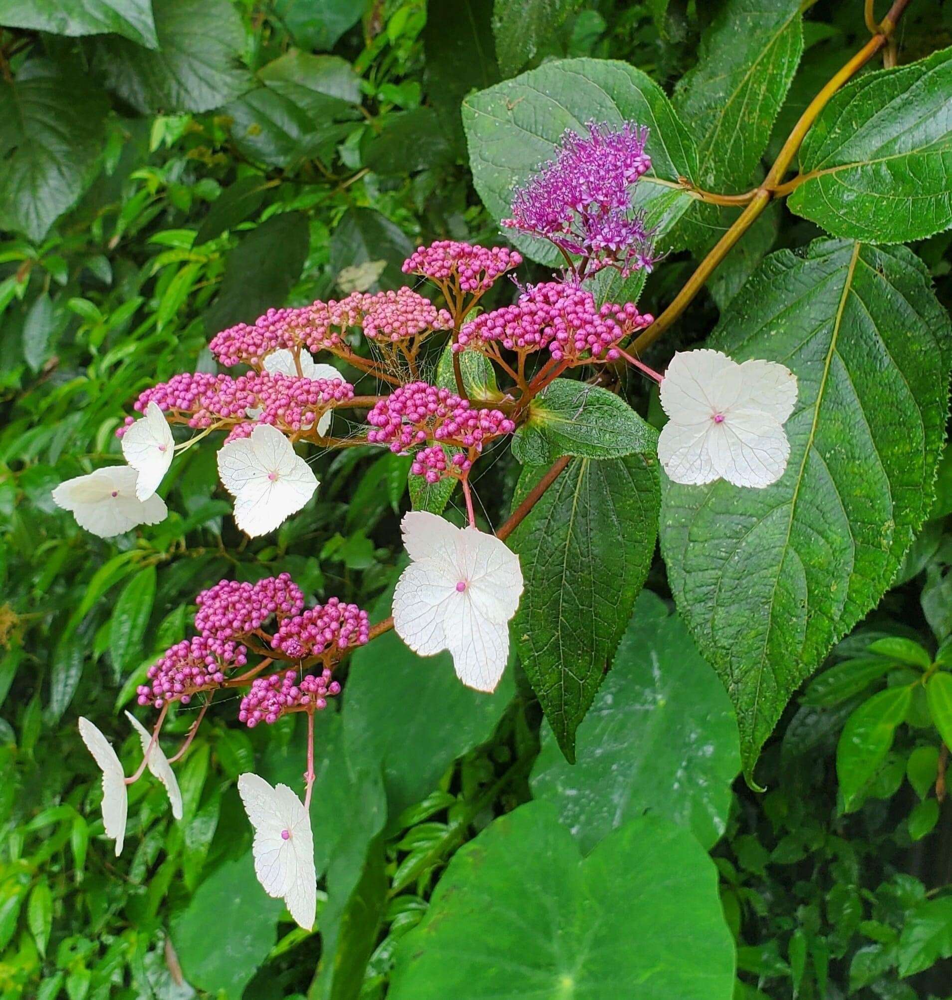 Image of Hydrangea aspera Buch.-Ham. ex D. Don