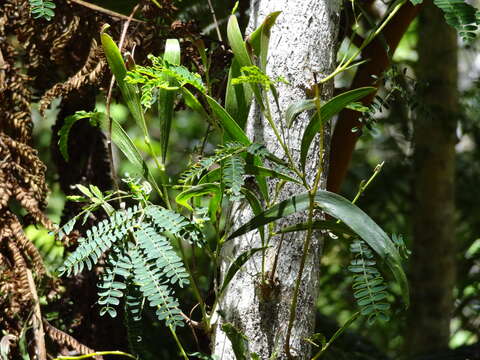 Слика од Acacia heterophylla (Lam.) Willd.