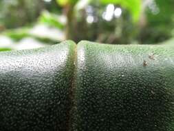 Image of Costus lima K. Schum.