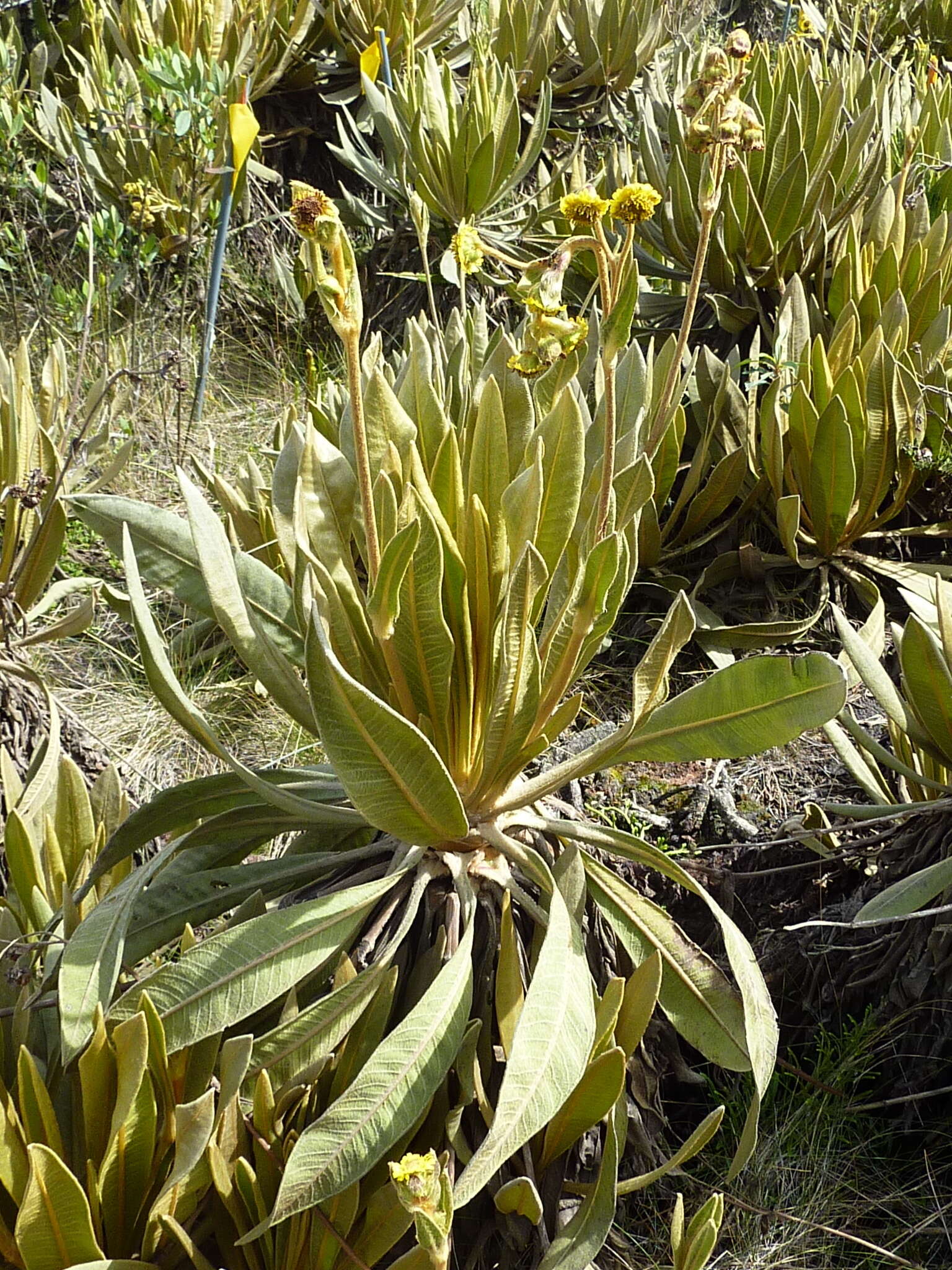 Image de Espeletia occidentalis A. C. Smith