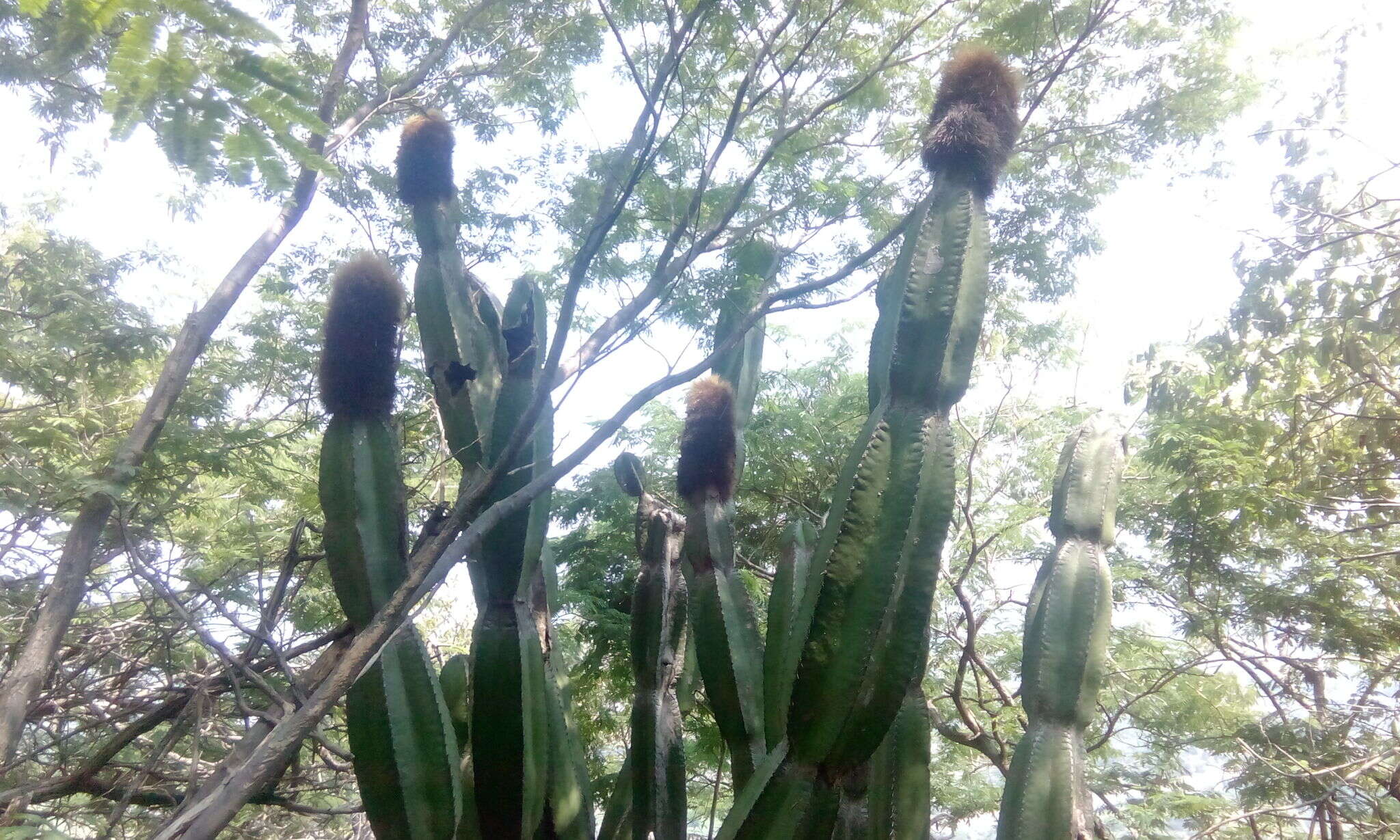 Image of Grenadier's Cap Cactus