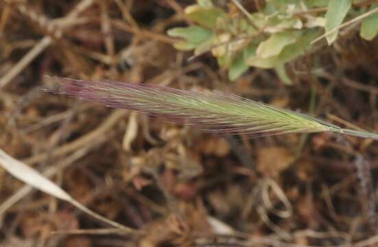 Image of California barley