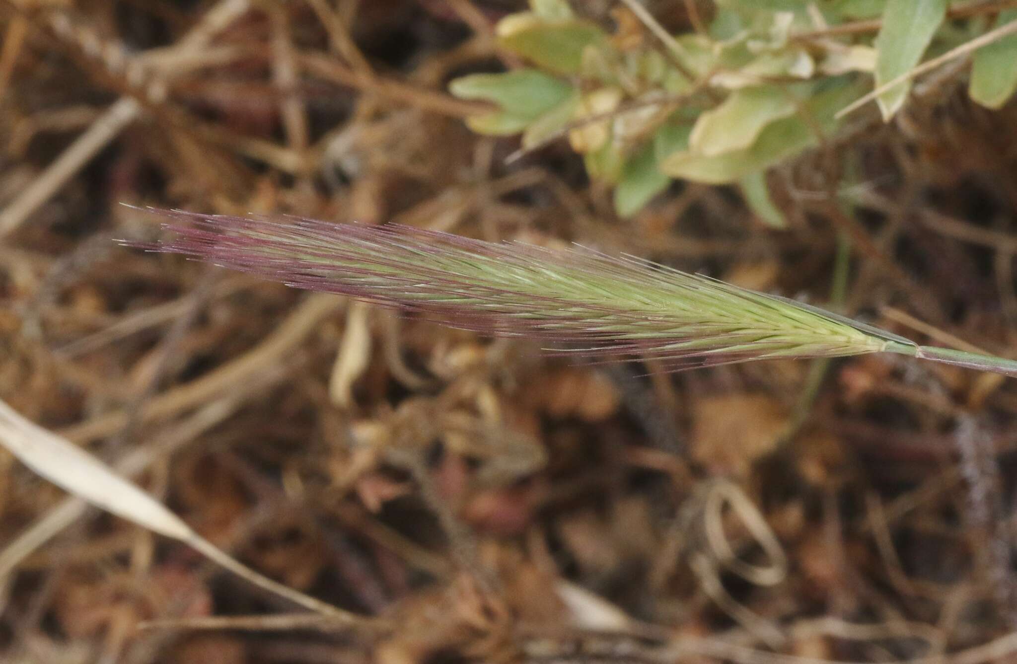 صورة Hordeum californicum Covas & Stebbins