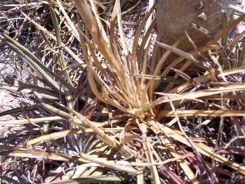 Imagem de Agave felgeri Gentry