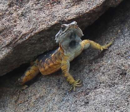 Image of Eastern Cape Crag Lizard