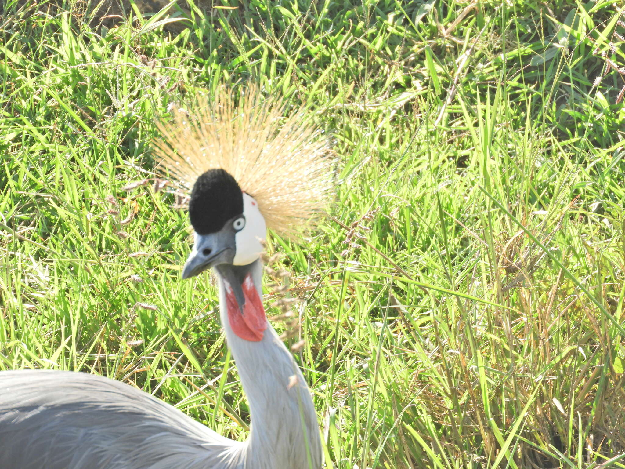 Image of East African Crowned Crane