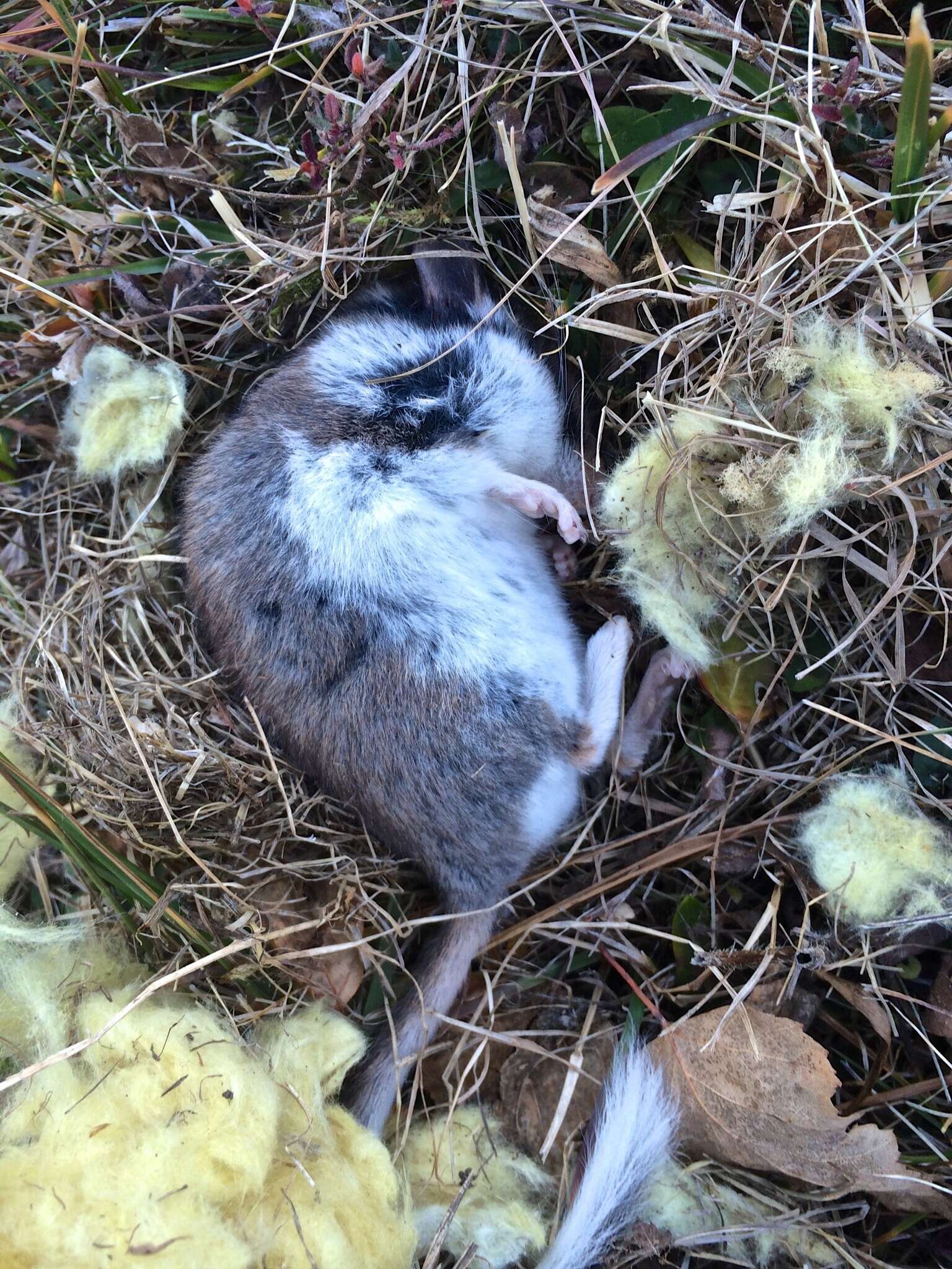 Image of European Garden Dormouse