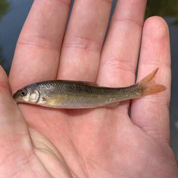 Image of Largescale stoneroller