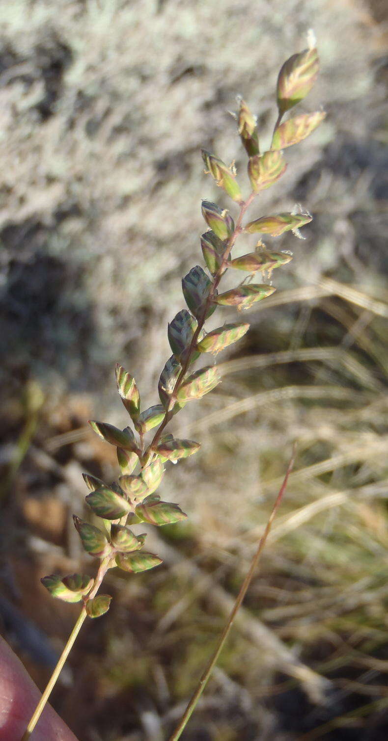 Image of Tribolium uniolae (L. fil.) Renvoize