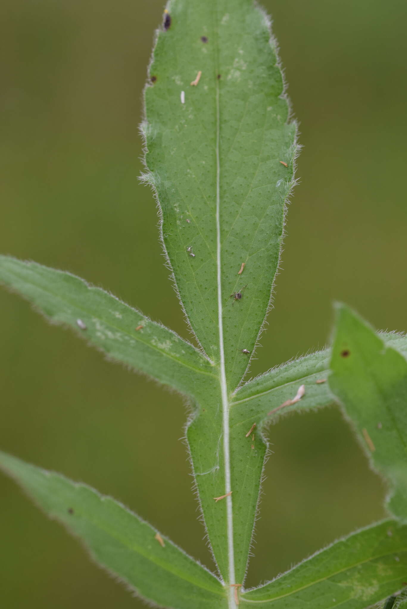 Image of Knautia illyrica Beck