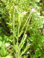 Слика од Epilobium tetragonum L.